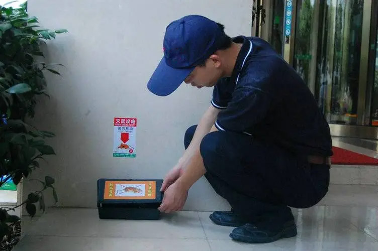 如果家中发现老鼠，又该如何灭鼠呢？